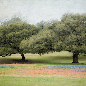 May include: Two large, green trees stand in a field of blue and orange wildflowers. The trees have thick branches and a lot of foliage. The sky is a light gray.