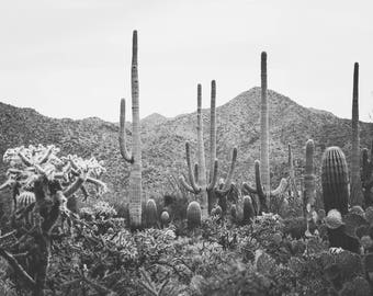 Arizona photography, black and white photography, cactus photography, desert photography, saguaro cactus, southwestern decor, cactus decor