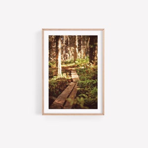 Acadia Maine Photography, Acadia National Park Photography print, Forest Path Wall Art, Maine Wall Art, Maine Landscape Print, Forest Print