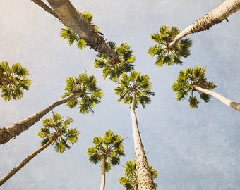 Los Angeles photography, palm tree photography, beach decor, california living, california photography, boho home decor,large wall art