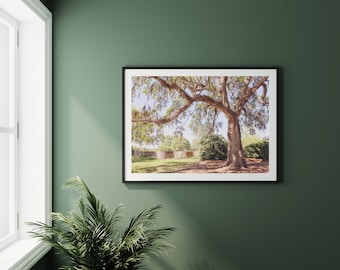 South Carolina Lowcountry Landscape Photography, Lowcountry wall art Live Oak Tree Spanish Moss Print Southern Landscape Charleston Wall Art