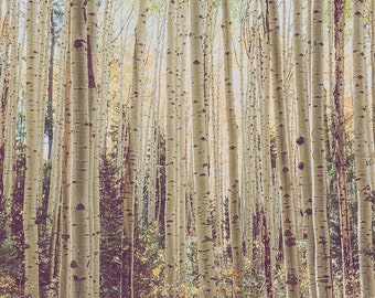 Aspen Wall Art, Aspen Fall Foliage, Colorado Aspen photography, Colorado Aspen Grove, Aspen tree canopy, Colorado Wall Art, rustic wall art