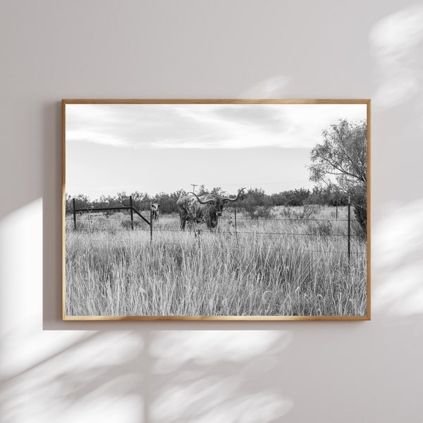 Texas Longhorns Photography | Longhorn Cattle Wall Art | Amarillo Texas Print | Texas Landscape Photography | Texas Panhandle Print