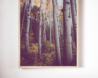 Aspen Wall Art, Aspen Fall Foliage, Colorado Aspen photography, Mountain Wall Art, Rustic Wall Decor, Aspen Grove Photography large wall art