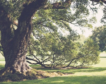 Louisiana photography, Louisiana Landscape Photography, Live oaks print, nature wall decor, louisiana oak tree print, southern home wall art