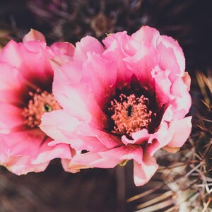 Fotografía de cactus, impresiones de cactus, fotografía del desierto, flores de cactus, arte de cactus, rosa, decoración del suroeste, arte de pared rosa, impresiones del suroeste