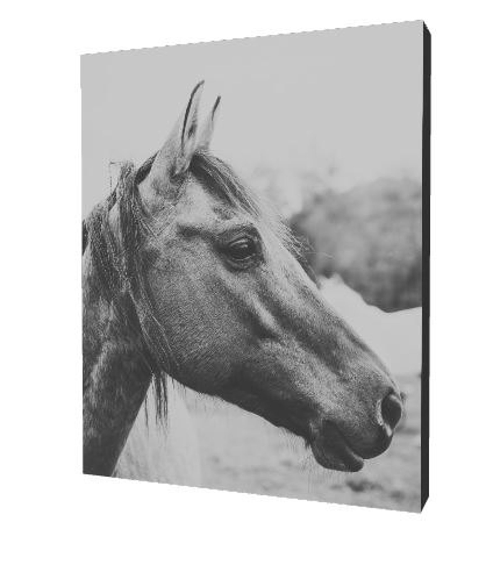 Horse Photography Horse Canvas Horse Wall Art Black and Etsy