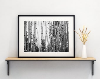 Aspen Wall Art, black and white cabin wall art, Colorado Aspen photography, black and white aspen tree photography, Colorado Wall Art,