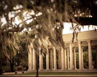 New Orleans Photography |  New Orleans garden district | New Orleans Home Decor | Large New Orleans Art | Peristyle City Park New Orleans