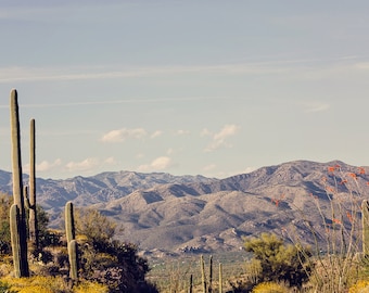 Saguaro National Park Print, Arizona Photography Print, Arizona Landscape, Southwestern Wall Art, Desert Landscape Print, western wall art