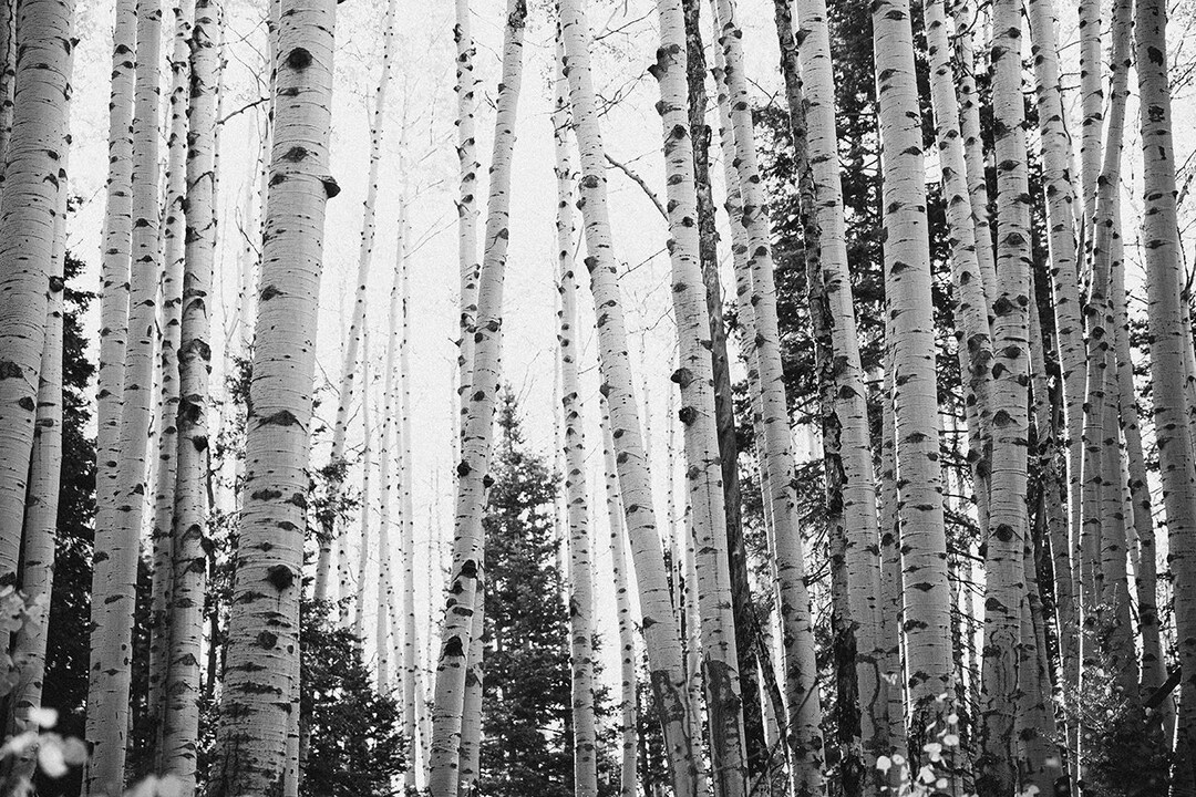 Aspen Wall Art, Black and White Cabin Wall Art, Colorado Aspen