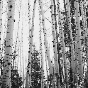 Aspen Wall Art, black and white cabin wall art, Colorado Aspen photography, black and white aspen tree photography, Colorado Wall Art,