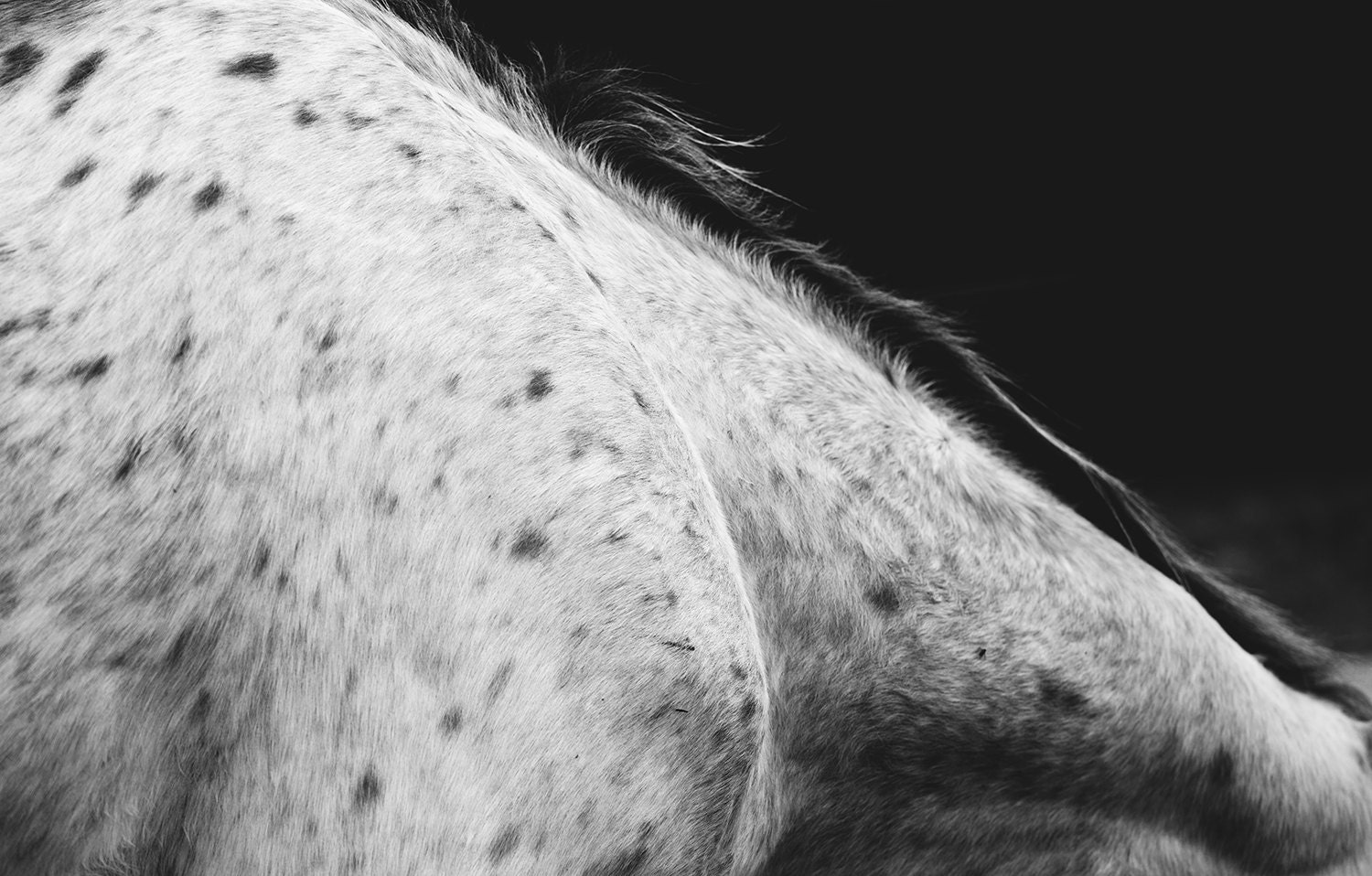 Horse Photography Abstract Equine Decor Minimalist Horse - Etsy