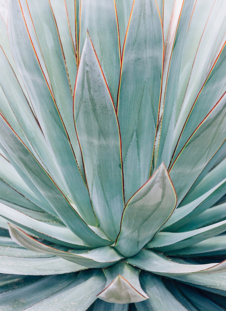 Botanical photography, blue agave, agave art, southwest decor, modern botanical, nature photography, abstract, blue green, large wall art image 2