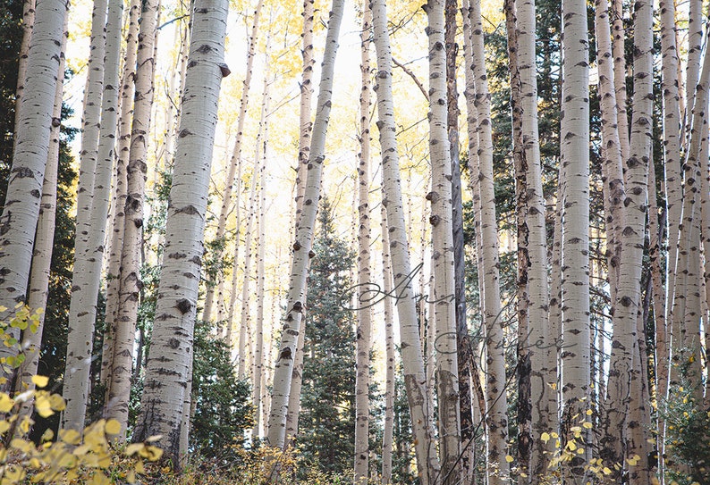 Colorado Landscape Prints, Aspen tree photography, Birch tree wall art, mountain cabin decor, winter forest wall art, horizontal aspen art image 2