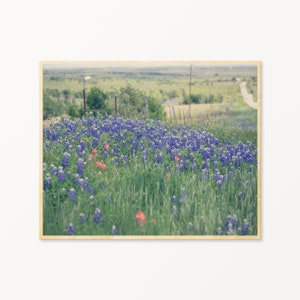 May include: A field of bluebonnet wildflowers in bloom with a few red Indian paintbrush flowers scattered throughout. The field is in the foreground with a distant view of a green landscape and a dirt road.