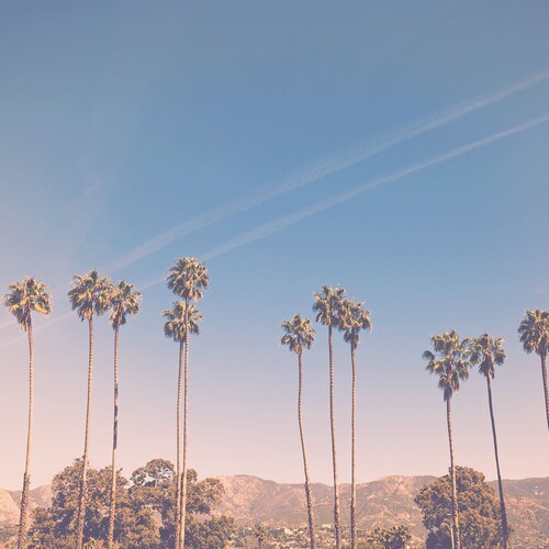 Los Angeles Photography Palm Tree Art California Decor LA Etsy