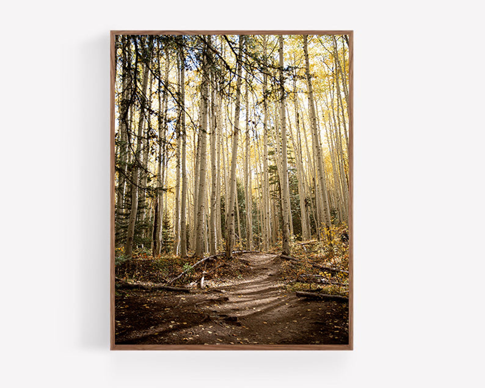 Aspen Wall Art, Aspen Fall Foliage, Colorado Aspen Photography ...