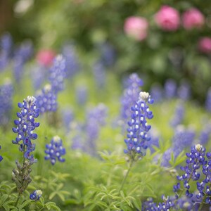 Unframed Texas Bluebonnets Print | Bluebonnet Art | Texas Photography | Large Wall Art | Texas Decor | Bluebonnet Print | Texas landscape