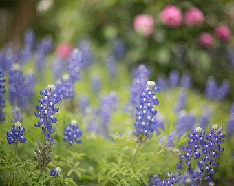 Unframed Texas Bluebonnets Print | Bluebonnet Art | Texas Photography | Large Wall Art | Texas Decor | Bluebonnet Print | Texas landscape