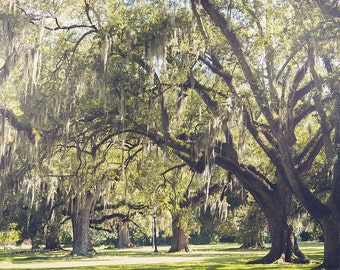 New Orleans photography | New Orleans Audubon Park | New Orleans Print | Louisiana landscape | Large Wall Art