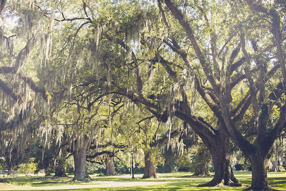 New Orleans photography | New Orleans Audubon Park | New Orleans Print | Louisiana landscape | Large Wall Art
