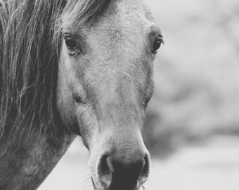 Black and white horse photography, horse wall art, rustic home decor, farmhouse decor, large wall art