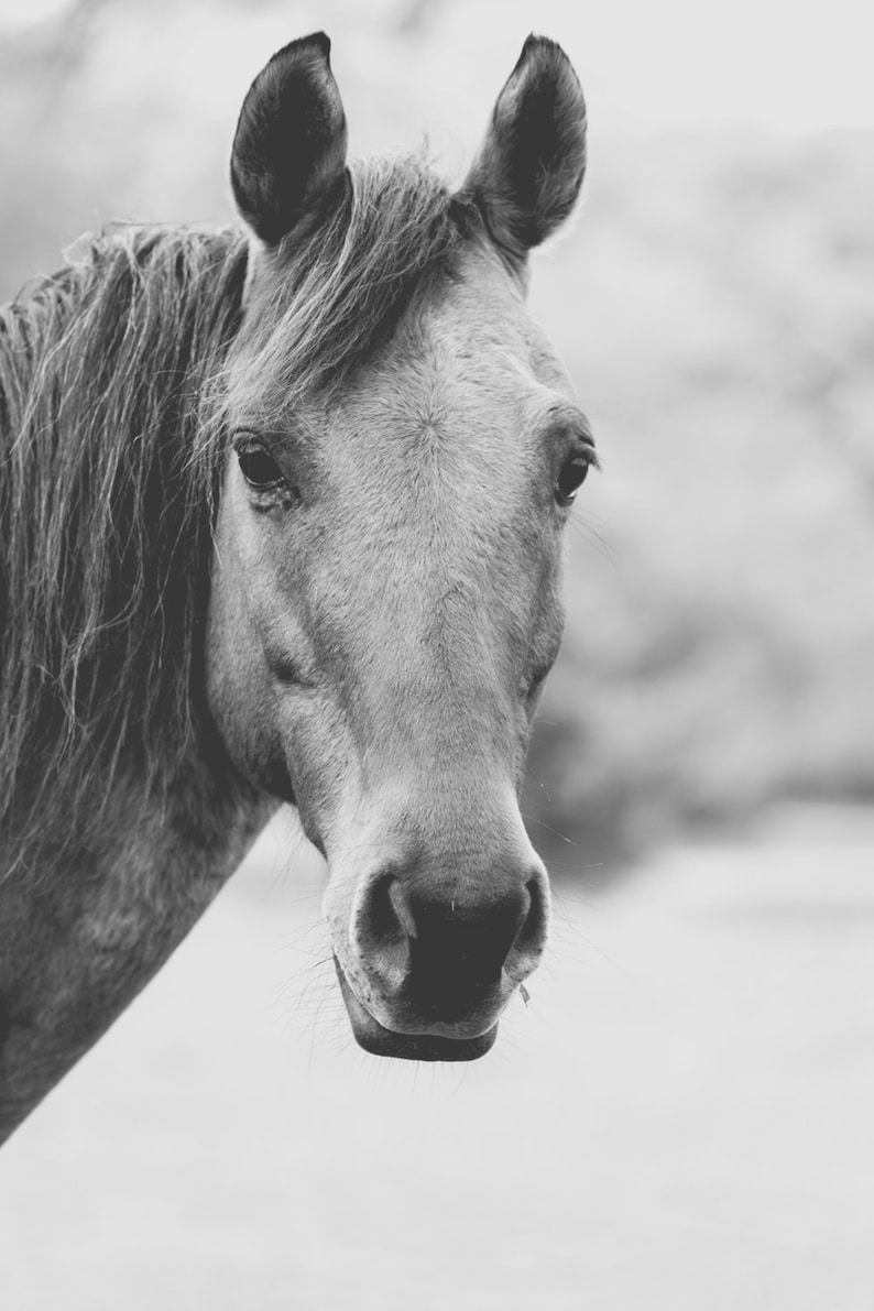 Black and white horse photography, horse wall art, rustic home decor, farmhouse decor, large wall art image 1