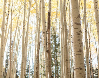 Aspen Wall Art, Aspen Fall Foliage, Colorado Aspen photography, Colorado Aspen Grove, Aspen tree canopy, Colorado Wall Art, rustic wall art