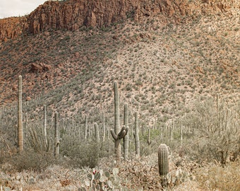 Arizona Landscape Photography, Saguaro National Park Print, Arizona desert Landscape, Tuscon Arizona Photo, Vertical cactus Print,