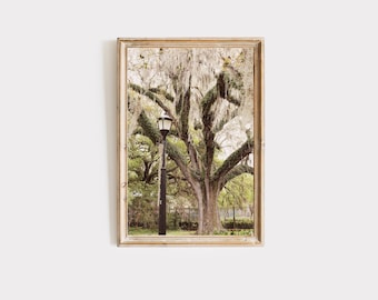 May include: A framed photograph of a large oak tree with Spanish moss hanging from its branches. A street lamp stands in front of the tree.