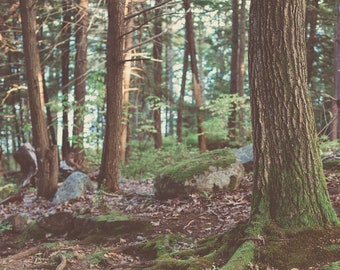 Forest in Maine | Maine Landscape Photography | Forest Wall Art | Large Wall Art