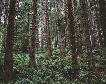 Forest wall art, oregon photography, forest decor, landscape photography, rustic decor, cabin decor, pacific northwest decor, large wall art