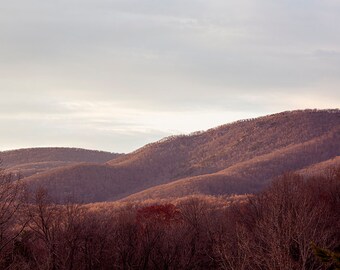 Könnte beinhalten: Eine malerische Landschaft mit sanften Hügeln, die mit Bäumen bedeckt sind und von warmem Sonnenlicht durchflutet werden. Der Himmel ist bedeckt, was eine weiche Beleuchtung erzeugt. Im Vordergrund sind kahle Bäume und immergrünes Laub zu sehen.
