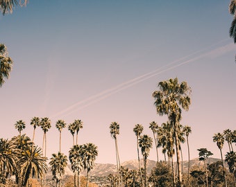 Palm tree photography, los angeles photograph, palm tree wall art, california wall art, large wall art