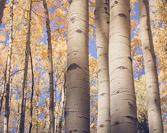 Aspen Wall Art, Aspen Fall Foliage, Colorado Aspen photography, Colorado Aspen Grove, Aspen tree canopy, Colorado Wall Art, rustic wall art