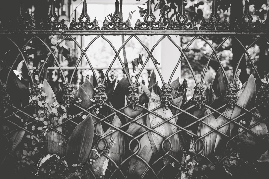 New Orleans Black and White Photography New Orleans Print Garden