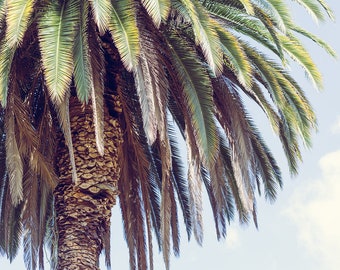 Palm tree photography, los angeles photograph, palm tree wall art, california wall art, large wall art, southern california wall art