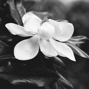 May include: A single white magnolia flower in bloom with dark green leaves in the background.