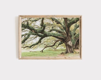 Audubon Park Oaks New Orleans Photography