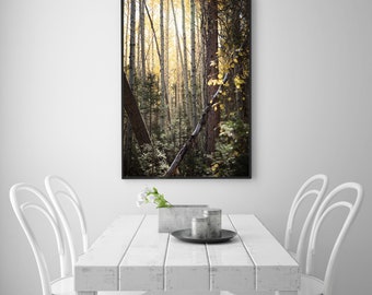 Aspen Wall Art, Aspen Fall Foliage, Colorado Aspen photography, Mountain Wall Art, Rustic Wall Decor, Forest Wall Art, Forest Prints