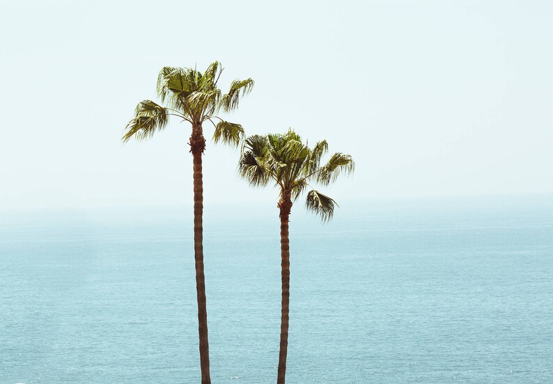 Laguna Beach Photography, Los Angeles Print, Palm trees wall art, minimalist beach wall art, Los angeles photography, palm tree decor image 2