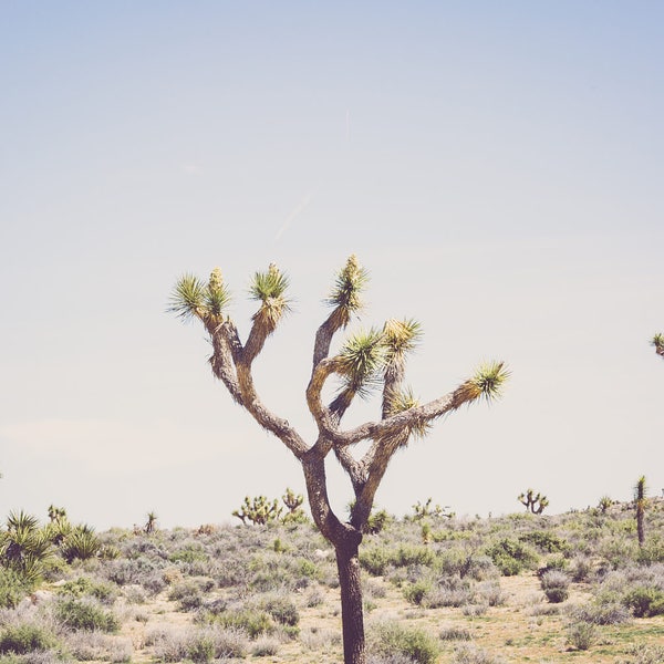 Desert photography, joshua tree print, california photography, desert decor, southwestern decor, large wall art, desert art, landscape