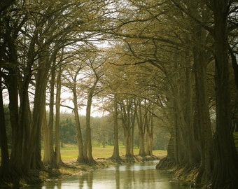 Comfort Texas Print, Guadalupe River Texas Print, Cypress trees art, Texas landscape photography, Texas hill country wall art, Texas Art