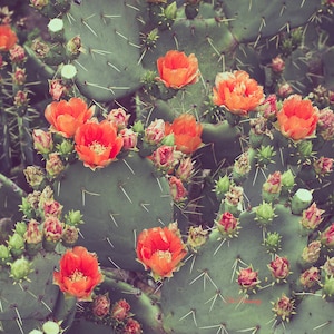 Cactus photography, cactus print, cactus art, texas photography, prickly pear, vintage inspired, texas decor, cactus decor, square print