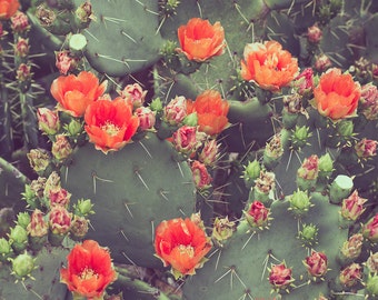 Cactus photography, cactus print, cactus art, texas photography, prickly pear, vintage inspired, texas decor, cactus decor, square print