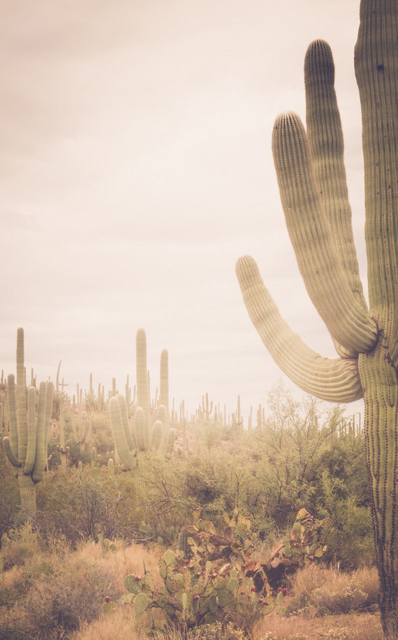 Arizona Photography, Cactus Photography, Saguaro National Park, Saguaro  Cactus, Southwestern Decor, Southwest Landscape, Large Wall Art, - Etsy