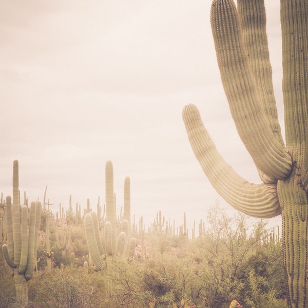 Arizona photography, cactus photography, saguaro national park, saguaro cactus, southwestern decor, southwest landscape, large wall art,