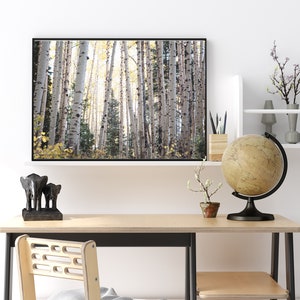 Colorado Landscape Prints, Aspen tree photography, Birch tree wall art, mountain cabin decor, winter forest wall art, horizontal aspen art image 4