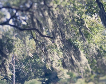 New Orleans photography | New Orleans City Park | louisiana photography | Louisiana Landscape Art | Large Wall Art